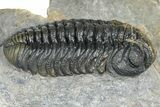 Two Morocops Trilobite Fossils - One Enrolled, One Prone #376926-3